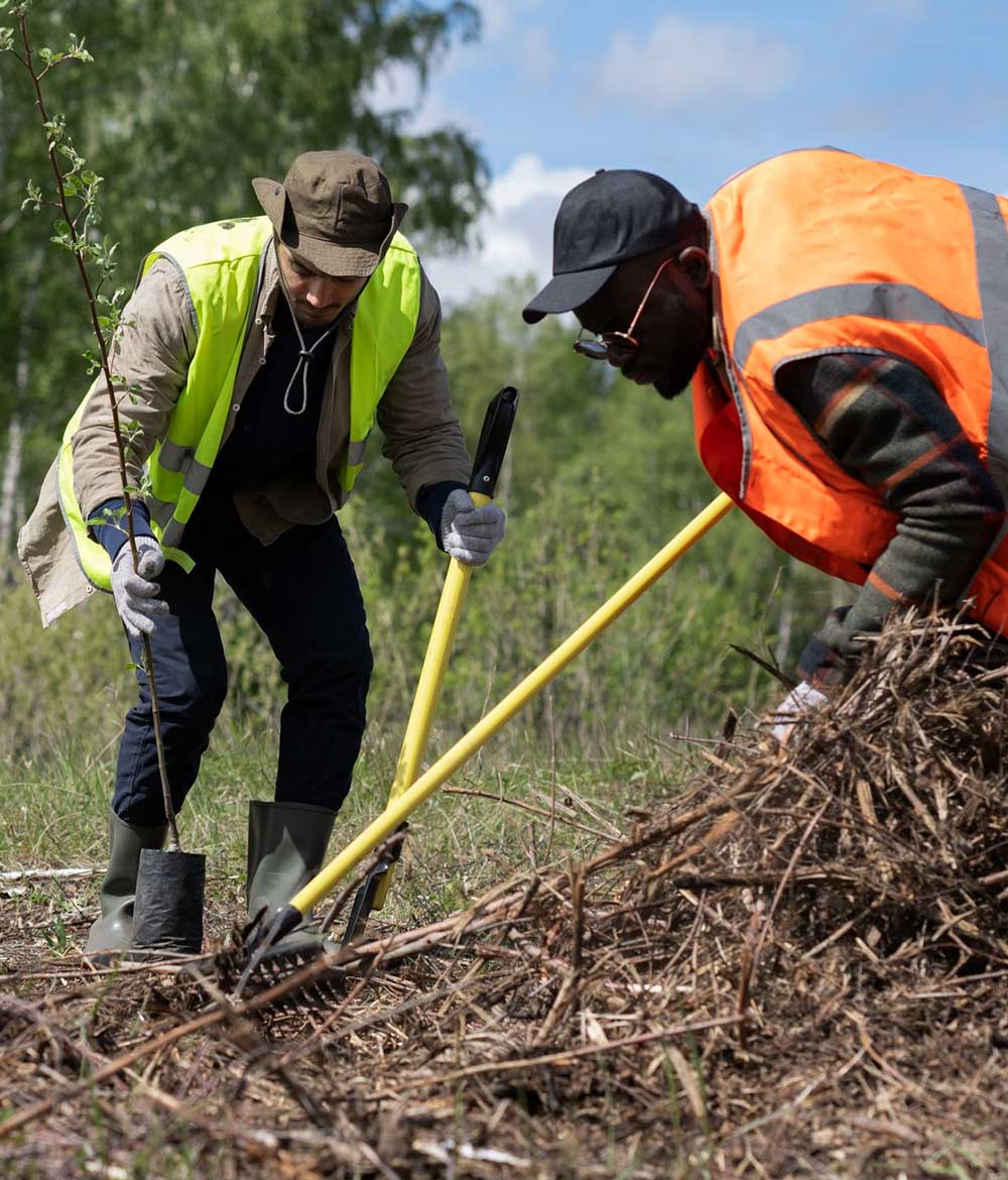 Tree Surgeon | School Grounds Maintenance | Tree Surgery | Manor Oaks