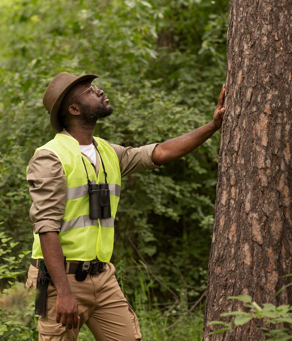 Tree Surgeon | School Grounds Maintenance | Tree Surgery | Manor Oaks