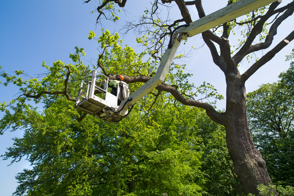 Tree Surgeon | School Grounds Maintenance | Tree Surgery | Manor Oaks