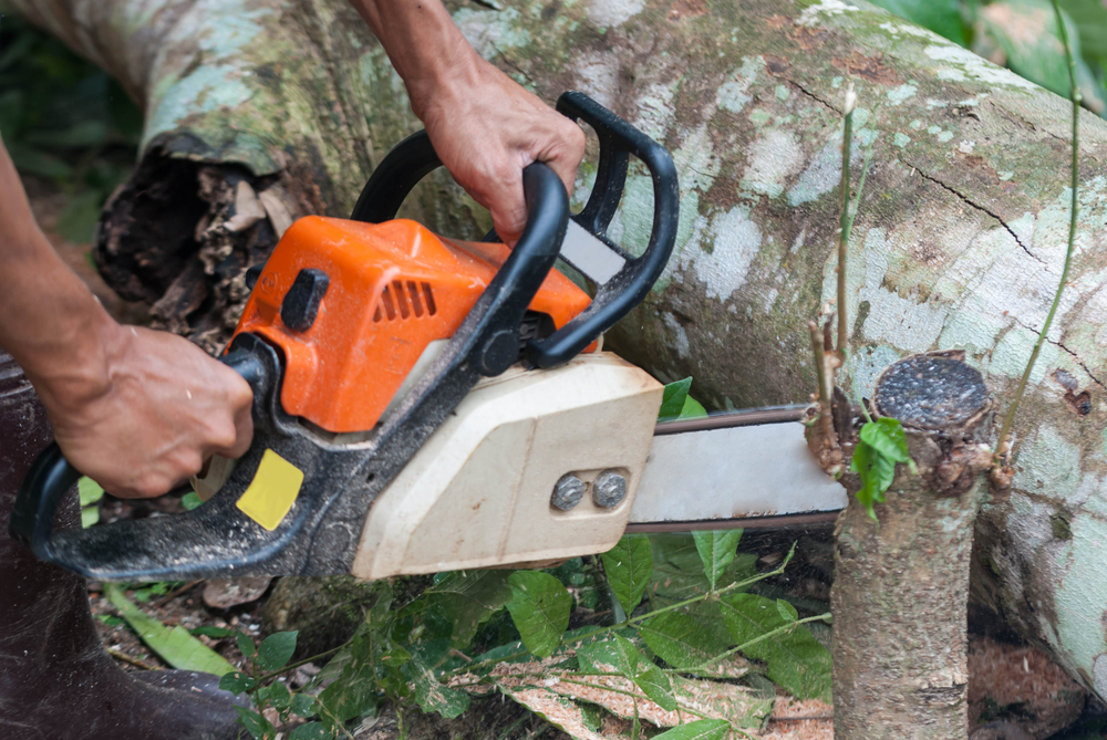 Tree Surgeon | School Grounds Maintenance | Tree Surgery | Manor Oaks