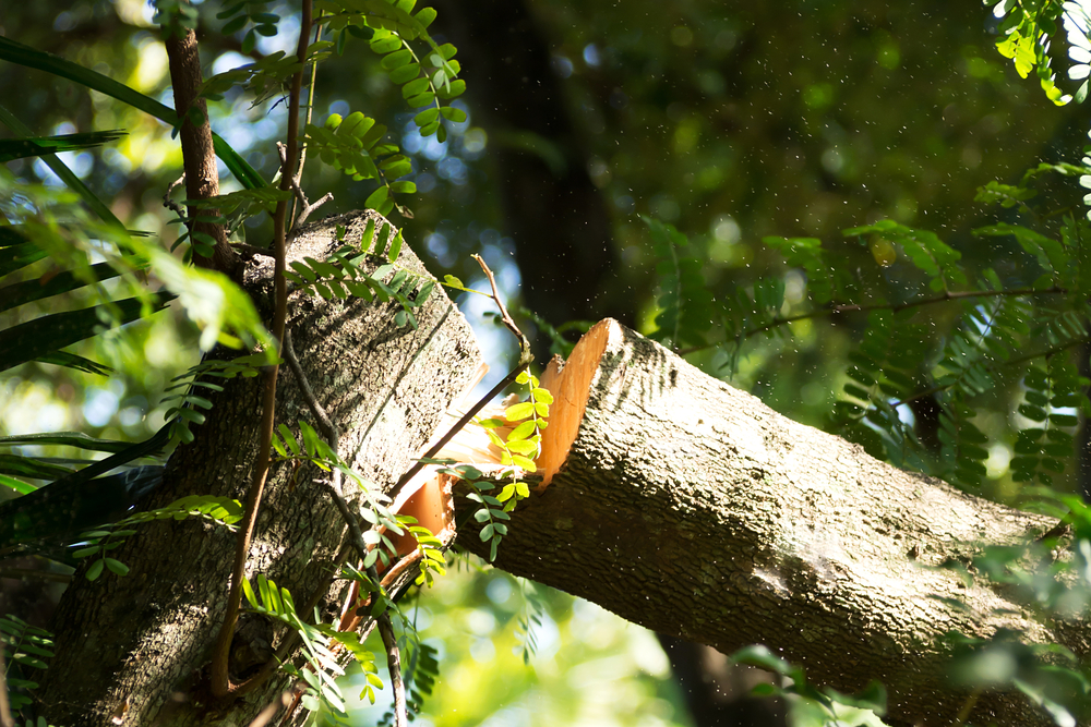 Tree Surgeon | School Grounds Maintenance | Tree Surgery | Manor Oaks