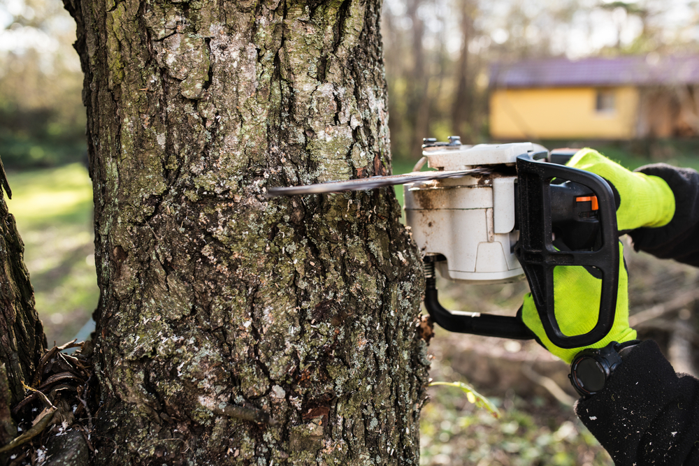 Tree Surgeon | School Grounds Maintenance | Tree Surgery | Manor Oaks