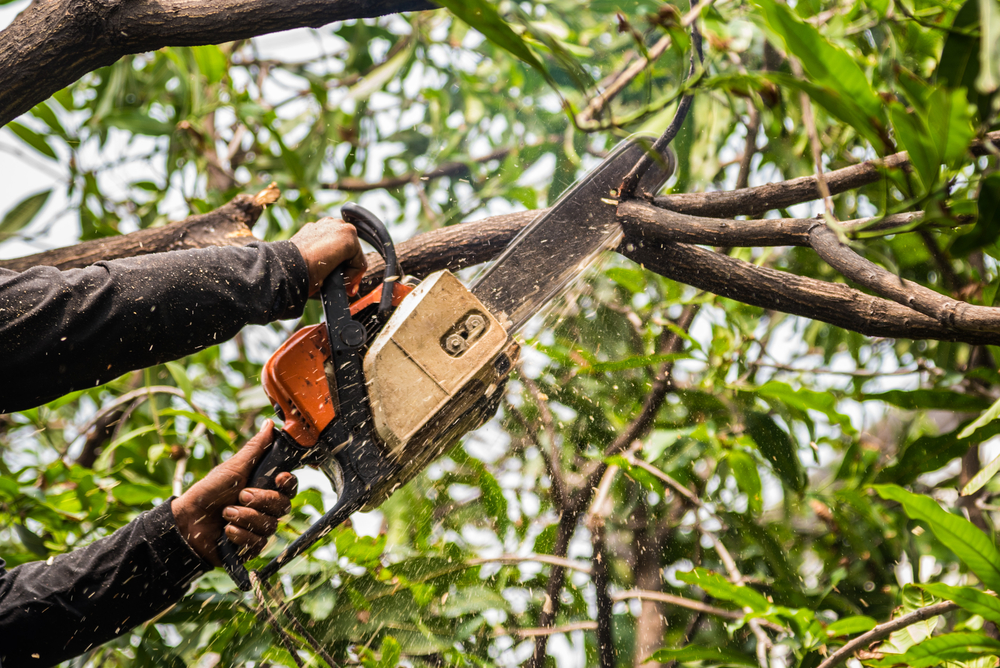 Tree Surgeon | School Grounds Maintenance | Tree Surgery | Manor Oaks