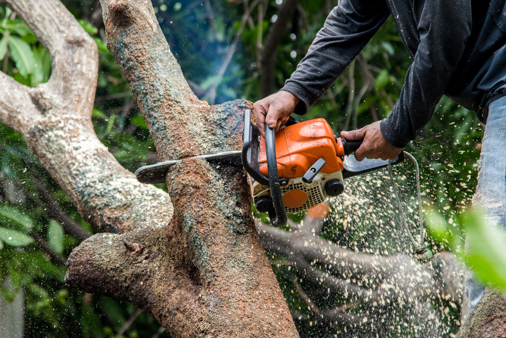 Tree Surgeon | School Grounds Maintenance | Tree Surgery | Manor Oaks